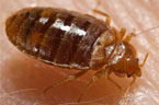 Bedbug Control Leicester