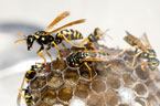 Wasp Control Leicester